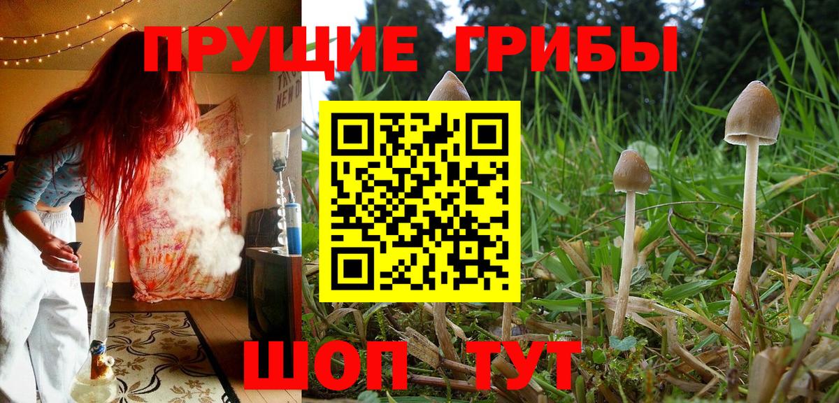 Псилоцибиновые грибы Cubensis  Вход с VPN  где купить наркотик  Карачаевск  Псилоцибиновые грибы Magic Shrooms 
